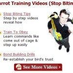 How to Train a Lovebird –  The First Steps to Successfully Train a Lovebird
